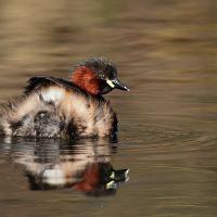 Little Grebe 3 